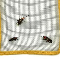 Bethany Beach Firefly