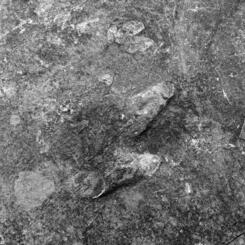 from Landscape After Battle (dinosaur footprint)