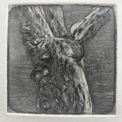 Platanus Occidentalis