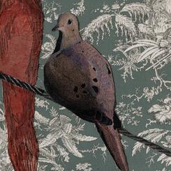 Detail of Mourning Dove 