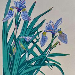 Blue Flag Iris