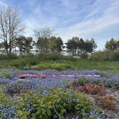 Field (After Jim Hodges)