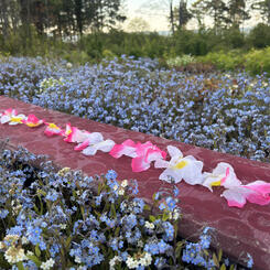 Field (After Jim Hodges)