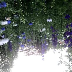 The Brick Hill Plant Lab