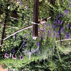 The Brick Hill Plant Lab