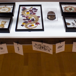 Illuminated Curiosities_2.png