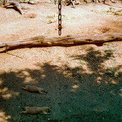 Maryland Zoo, Baltimore, MD