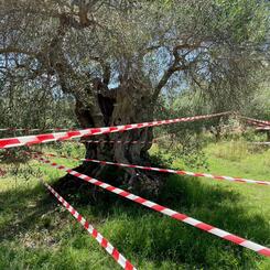 Olivastra Tree_installation.jpeg