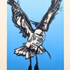 Gull on Blue Background