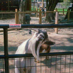 Plimpton Park Zoo, Rising Sun, MD