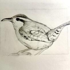 Carolina Wren