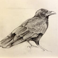 Crow