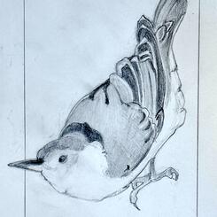 Nuthatch 