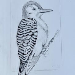 Red Bellied Woodpecker