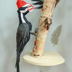 Pileated Woodpecker