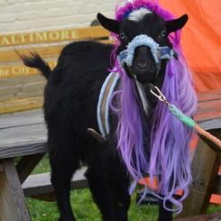 Rocks Ant Tar and friends - FRIEND 