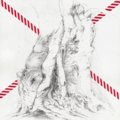 D'Ulivo Millenario 4