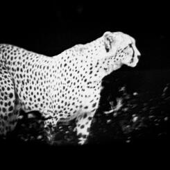 The Dead The Living And The injured-27.jpg