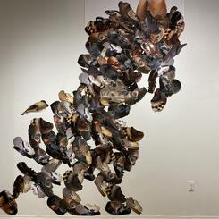 Looking Hopefully For Life