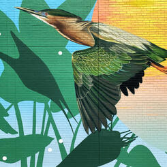 Chesapeake College Cambridge Center, Green Heron 