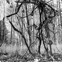 Dancers of the Woods