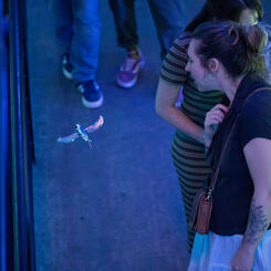 Submerged! In the Company of Fish