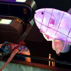 Submerged! In the Company of Fish