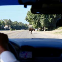 ¡Muévete, caballo loco!