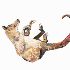 Opossum, Runneth Over 