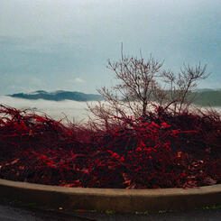 King Estate Vineyard, Eugene, OR 2006