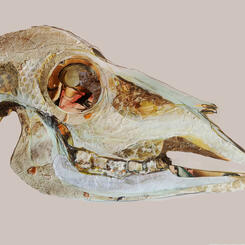 Skull I 