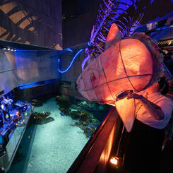 Submerged! In the Company of Fish