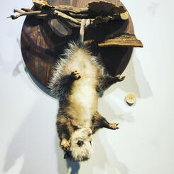 Taxidermy Opposum