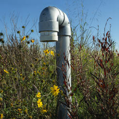 Uncultivated (2025.10.05_3691)