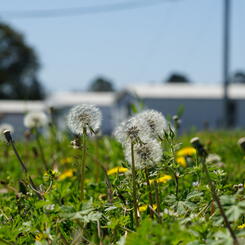 Dandelions