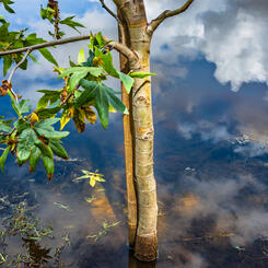 Submerged After the Storm