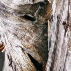 Defense Degenerate Pete