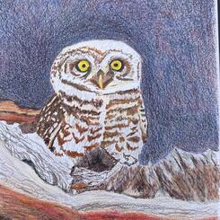 Burrowing Owl