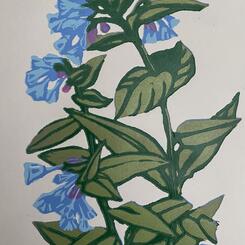 Virginia Bluebells