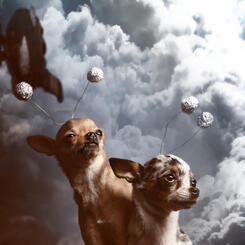 Chihuahuas in SPAAAACE