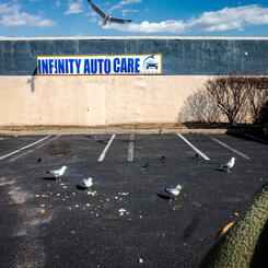 Parking lot gulls