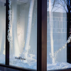 To See the Forest for the Trees 