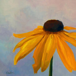 Black-Eyed Susan