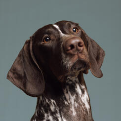 Breedercore Portrait of Phoebe