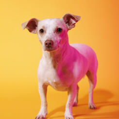 Grogu Endless Summer