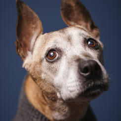 In the studio with Duchess