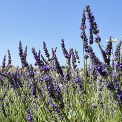 Lavender Field (Aix en Provence, France)
