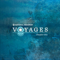 Biocymatic Frequency I (General Bioacoustics): Science + Art Reintegration & Advanced Artist Residencies for Voyages: Chapter I featuring Shodekeh @ The National Aquarium, 2022.