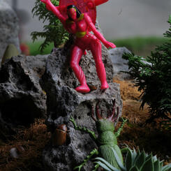 Fauna 19