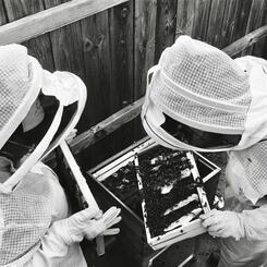 Birds-eye Bee-keeping